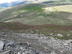Rhododendron myrtifolium
