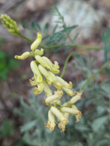 Image of Astragalus collinus by (c) Mavaddat Javid, some rights reserved (CC BY)