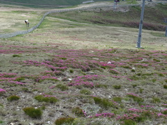 Rhododendron myrtifolium