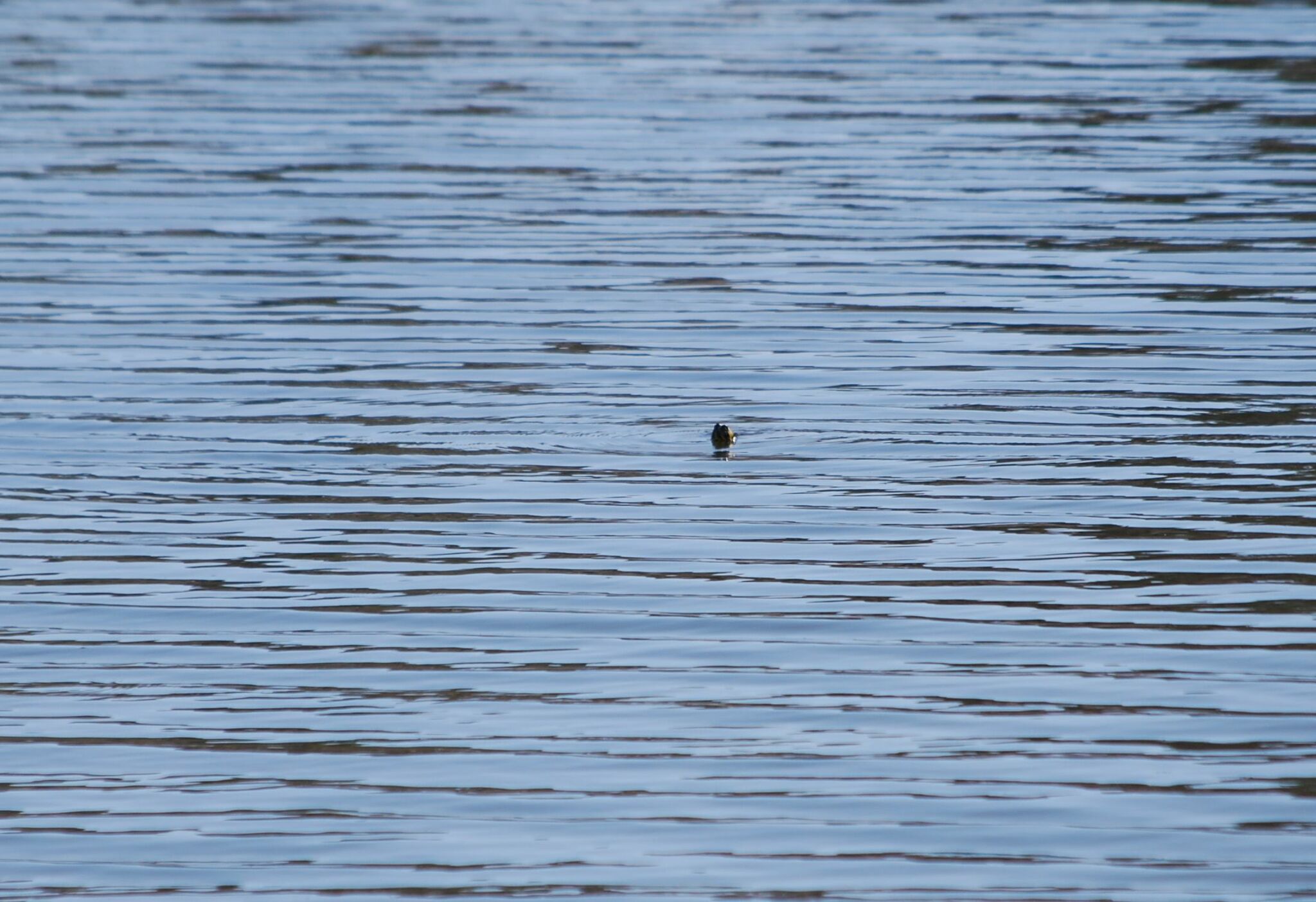 Tortuga gravada