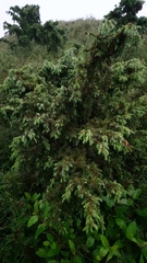 Juniperus formosana