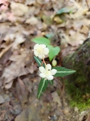 Chimaphila