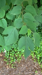 Broussonetia papyrifera