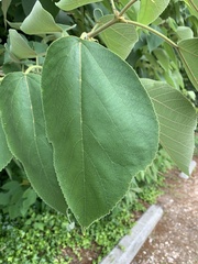 Broussonetia papyrifera