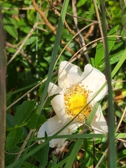 Rosa foliolosa