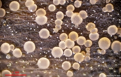 Orbilia xanthostigma