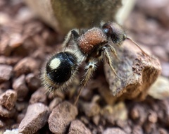 Sigilla dorsata