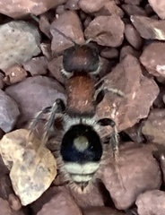 Sigilla dorsata