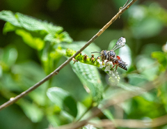 Coelioxys slossoni
