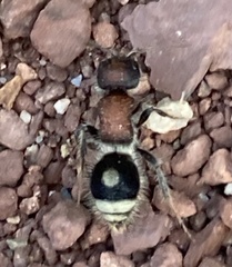 Sigilla dorsata