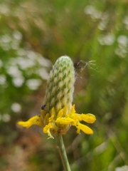 Dalea aurea