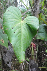 Anthurium tysonii