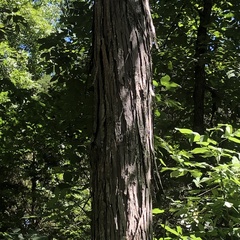 Carya carolinae-septentrionalis