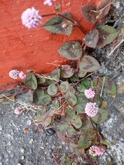 Persicaria capitata
