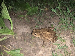 Bufo bufo
