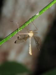 Hylobittacus apicalis