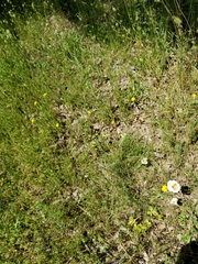 Calochortus superbus