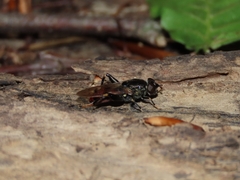 Chalcosyrphus libo