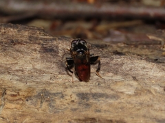 Chalcosyrphus libo