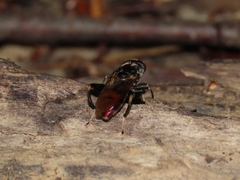 Chalcosyrphus libo