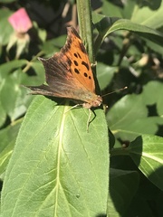 Polygonia interrogationis