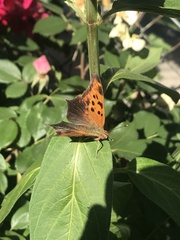 Polygonia interrogationis
