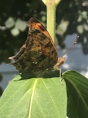Polygonia interrogationis