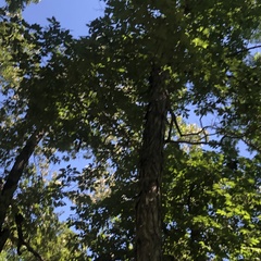 Carya carolinae-septentrionalis