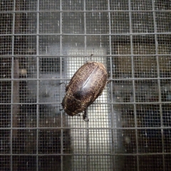 Leucopholis irrorata