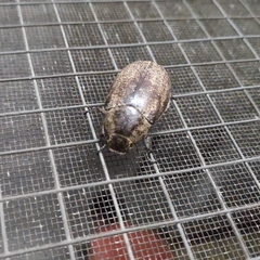 Leucopholis irrorata