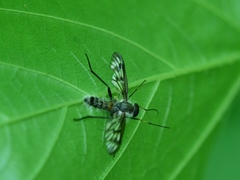 Furia ithacensis