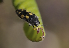 Acmaeodera jocosa