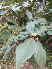 Ficus erecta beecheyana