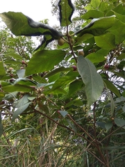 Ficus erecta beecheyana