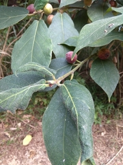 Ficus erecta beecheyana