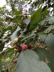 Ficus erecta beecheyana
