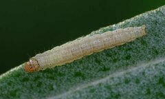 Gelechia hippophaella