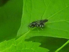 Adoxomyia subulata