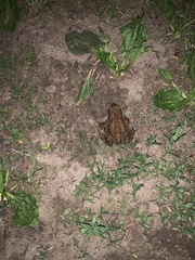 Bufo bufo