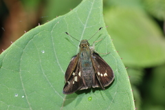 Paratrytone polyclea