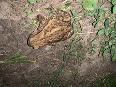 Bufo bufo