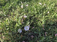 Convolvulus arvensis