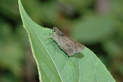 Paratrytone polyclea