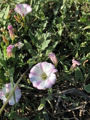 Convolvulus arvensis
