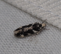 Parachronistis albiceps