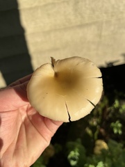Pleurotus citrinopileatus