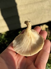 Pleurotus citrinopileatus