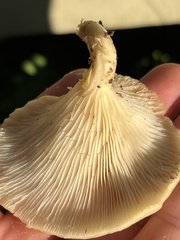 Pleurotus citrinopileatus
