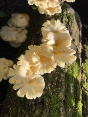Pleurotus citrinopileatus