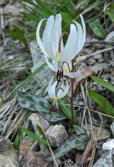 Erythronium citrinum